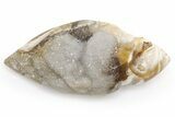Chalcedony Replaced Gastropod With Sparkly Quartz - India #225569-1
